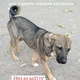 собака в добрые руки