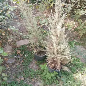 Arizonka