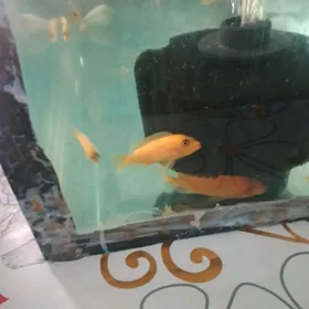 yello balyk