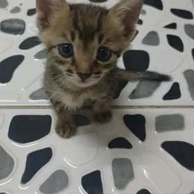 котенки