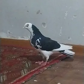 KEPDERI