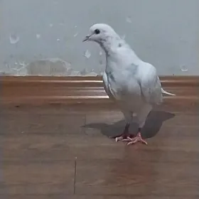 KEPDERI...