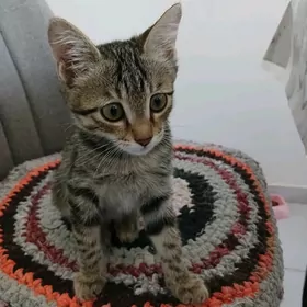 Котёнок