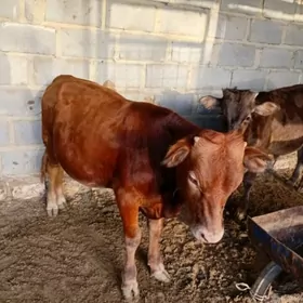 okuzce