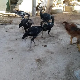 baysok jjjeler