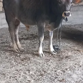 ÖKIZ