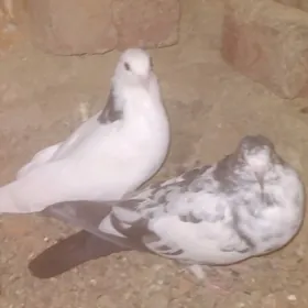 kepderi