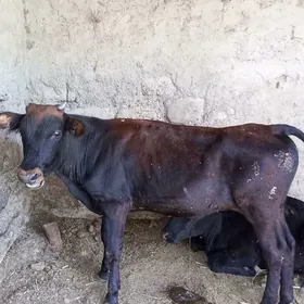 Öküz