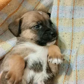 бигуль собака щинок