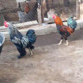 HORAZ ÖÝ HORAZLAR