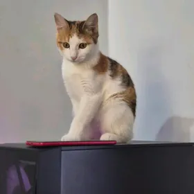 Котенок в добрые руки