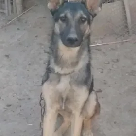 Awçarka