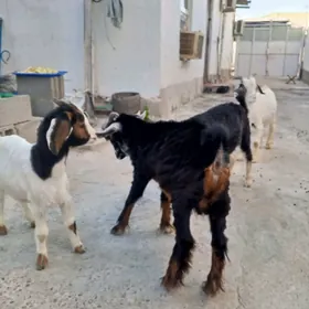 geci cebiş yâs