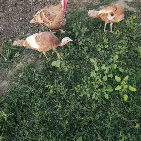 owgan induklar