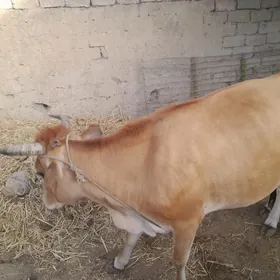Goleli Sygyr