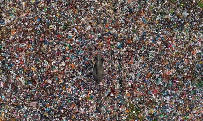 Опубликованы первые кадры от претендентов на премию Wildlife Photographer of the Year