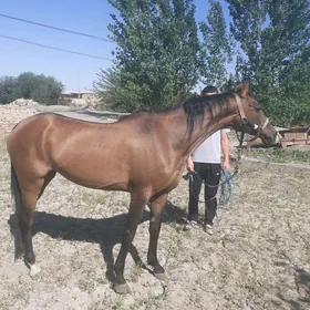 Arassa baytal