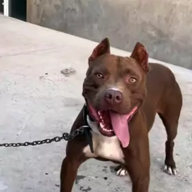 pitbul
