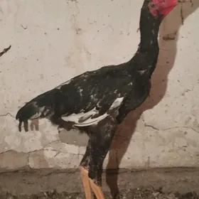 paroda horaz juyje