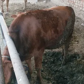 tüwe bakylan