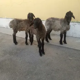 tokli