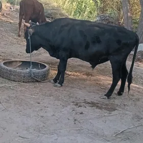 öküz