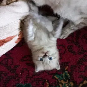 pişik