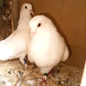 сапошка