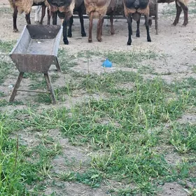 Goyun goç