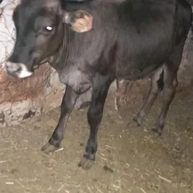 öküzçe
