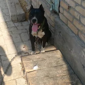pitbul