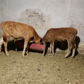 Göle