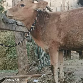 Öküz