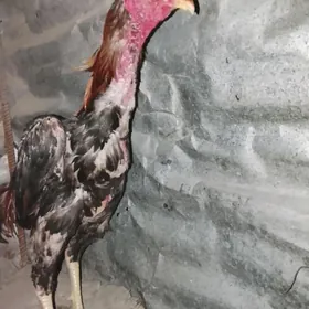 Baysow horaz