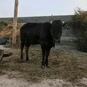 öküz