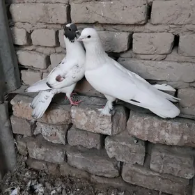 kepderi