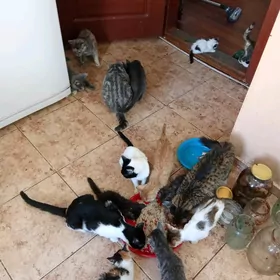 котята