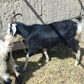 GECI