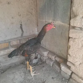 paroda  horaz
