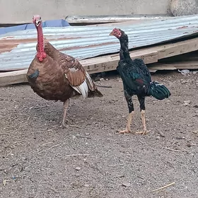 induk taskent