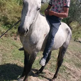 mesni at