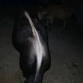 ökuz