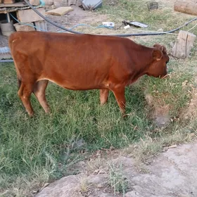 Göle