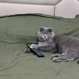 шотландский