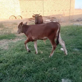 голели сыгыр