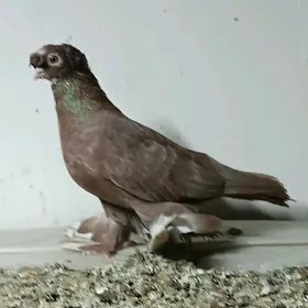 Kepderi