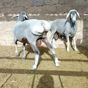 Goç