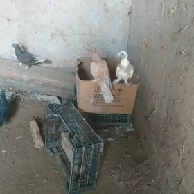 Kepderi