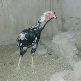 horaz