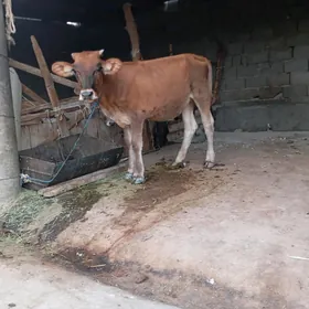 tüwe